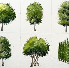 Trees & Foliage