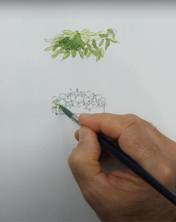 Beginners Introduction to Watercolour - 9 Unit Course.
