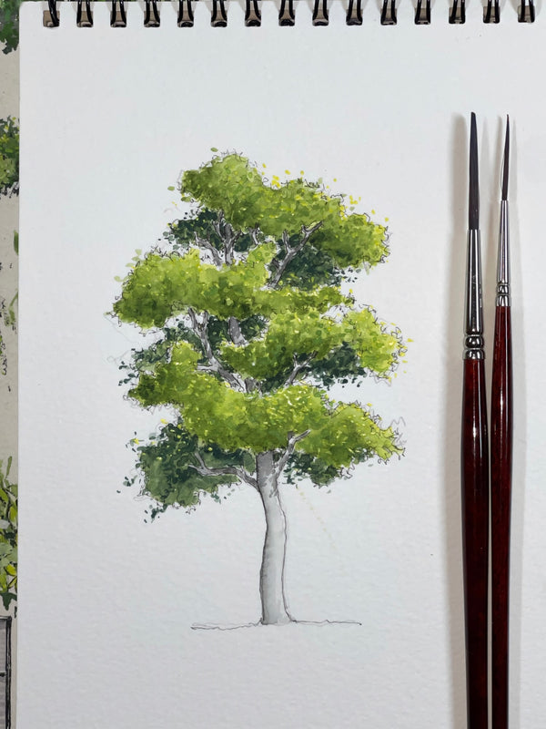 Summertime tree in watercolour